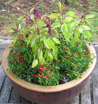 Thai+pepper+plant+growing